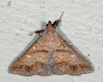 8381 – Discolored Renia – Renia discoloralis