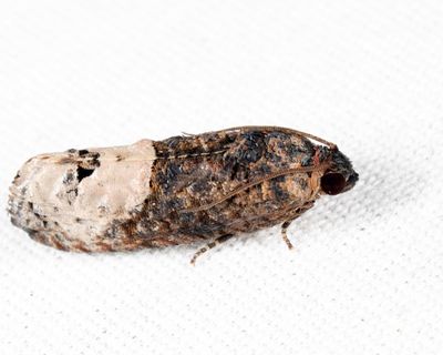 3497 - Locust Twig Borer - Ecdytolopha insiticiana