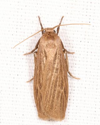 8045.1  Pale Lichen Moth  Crambidia pallida