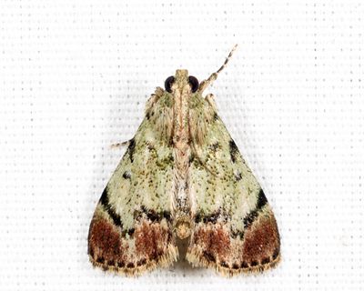 5577 – Dimorphic Macalla – Epipaschia superatalis