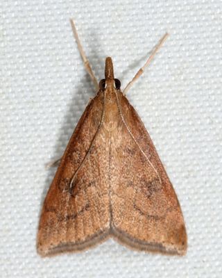 5079  Celery Leaftier Moth  Udea rubigalis