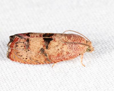 3494 – Filbertworm Moth – Cydia latiferreana