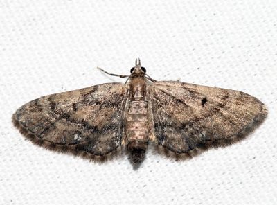 7449 - Small Pine Looper - Eupithecia palpata (f)