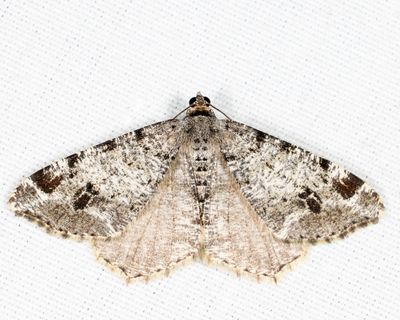 6347 – White Pine Angle – Macaria pinistrobata