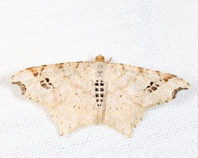 6326 – Common Angle – Macaria aemulataria