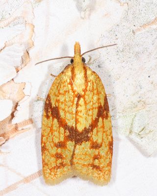 3695 – Sparganothis Fruitworm Moth – Sparganothis sulfureana