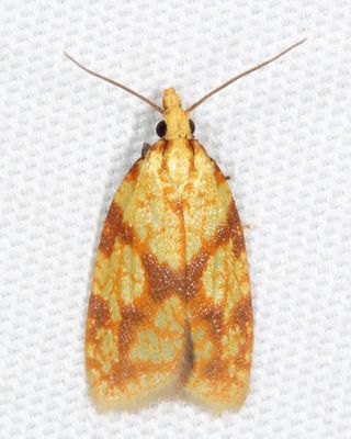 3695  Sparganothis Fruitworm Moth  Sparganothis sulfureana