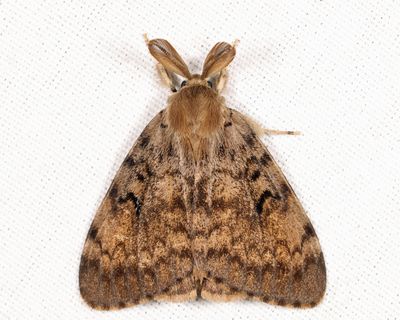 8318 - Spongy Moth - Lymantria dispar