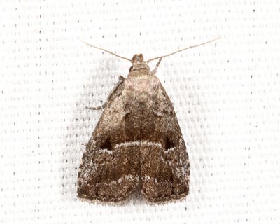 8420 – Large Hypenodes – Hypenodes caducus