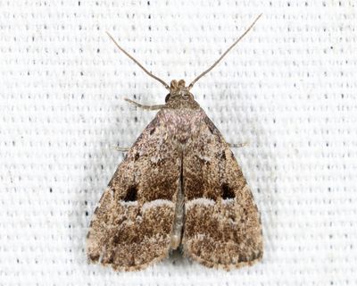8420 – Large Hypenodes – Hypenodes caducus