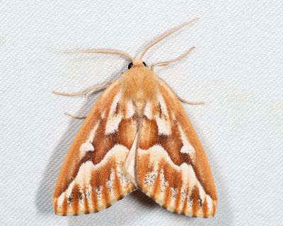 6864 - Northern Pine Looper - Caripeta piniata