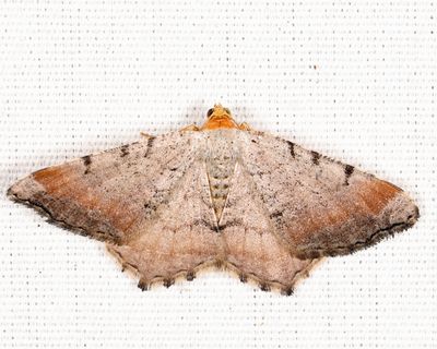 6340  Minor Angle  Macaria minorata