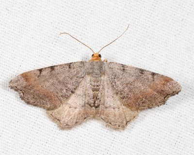 6340 – Minor Angle – Macaria minorata