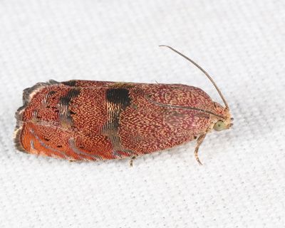 3494  Filbertworm Moth  Cydia latiferreana