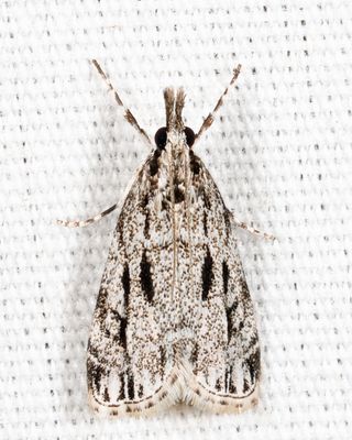 4738  Striped Eudonia  Eudonia strigalis