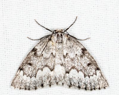 6906 - False Hemlock Looper - Nepytia canosaria