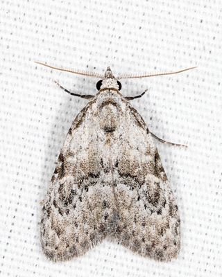 8983 – Confused Meganola – Meganola minuscula