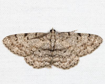 6598 - Porcelain Gray - Protoboarmia porcelaria