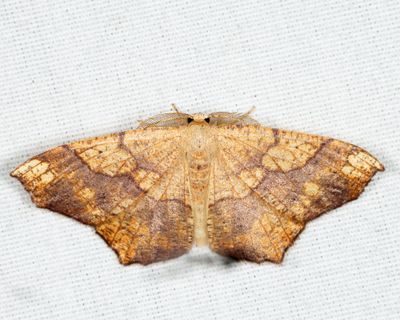 6885 - Oak Besma - Besma quercivoraria