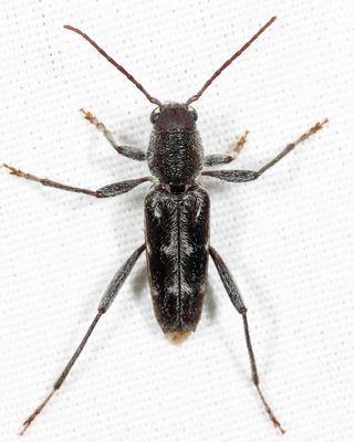 Arrowhead Borer - Xylotrechus sagittatus