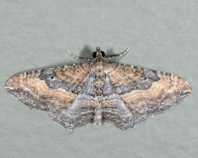 7414 - The Gem - Orthonama obstipata