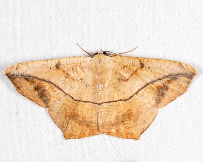 6982 - Large Maple Spanworm - Prochoerodes lineola