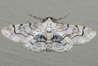 6588 - Bent-line Gray - Iridopsis larvaria