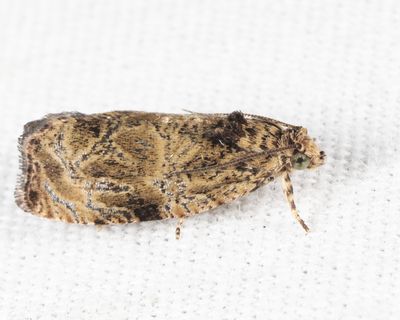 2776 – Woolly-backed Moth – Olethreutes furfuranum