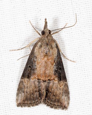 8465 - Green Cloverworm - Hypena scabra
