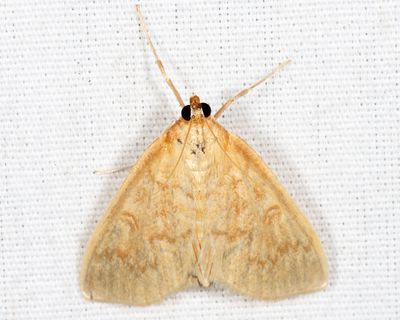 5262 - Framinghamia helvalis