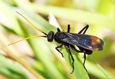 Entypus unifasciatus