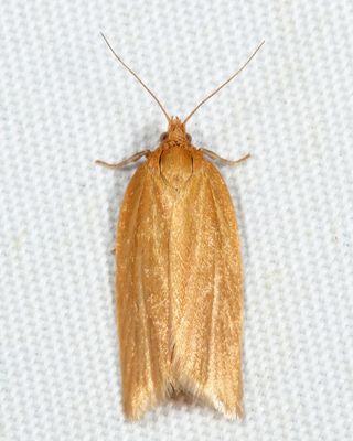 3684  Clemens' Clepsis  Clepsis clemensiana
