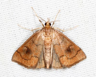 4950  Mint Root Borer  Fumibotys fumalis