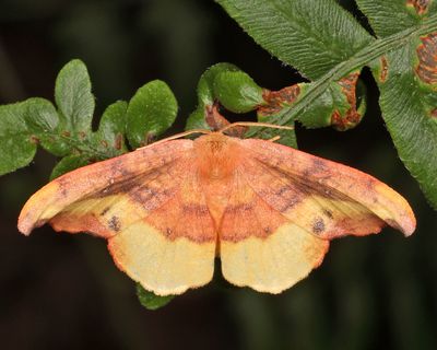 6255 - Rose Hooktip - Oreta rosea