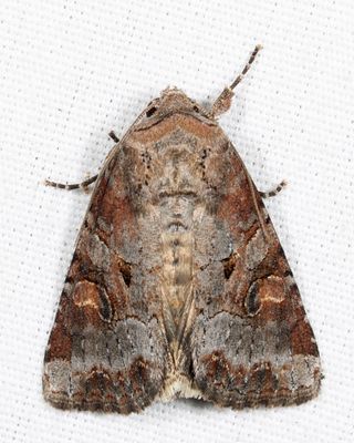 10304 – Striped Garden Caterpillar Moth – Trichordestra legitima