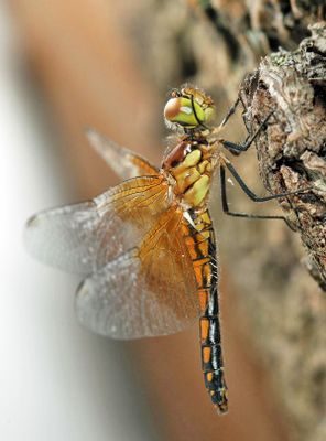 Band-winged Meadowhawk - Sympetrum semicinctum