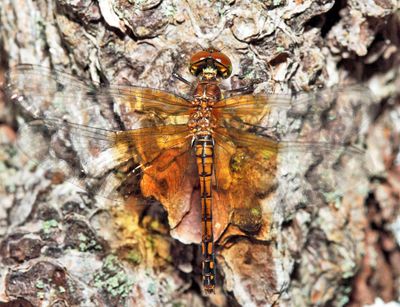 Band-winged Meadowhawk - Sympetrum semicinctum