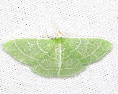 7058 - Wavy-lined Emerald - Synchlora aerata