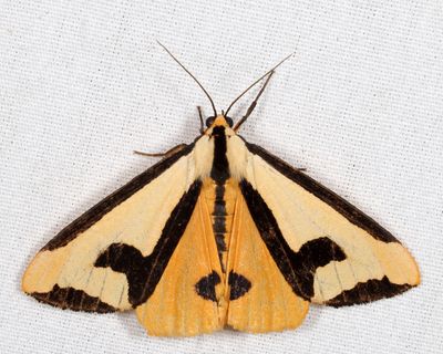 8107 - Clymene Moth - Haploa clymene