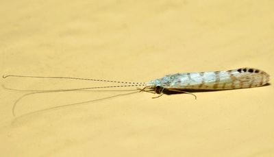 Nectopsyche exquisita
