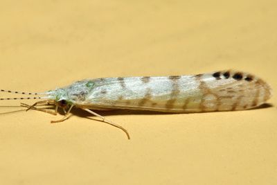 Nectopsyche exquisita
