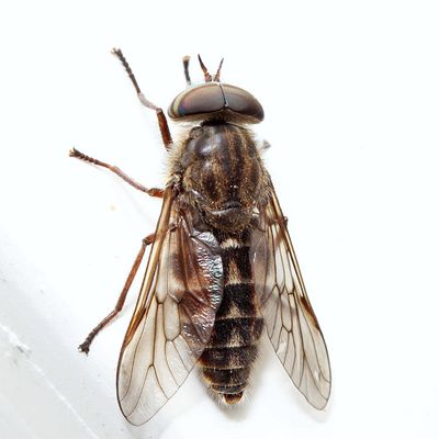 Hybomitra minuscula