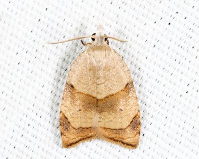 3747 - The Batman Moth - Coelostathma discopunctana