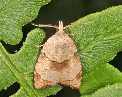 3747 - The Batman Moth - Coelostathma discopunctana