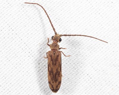 Tenomerga cinerea