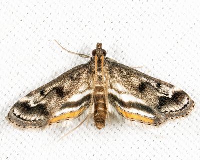 4760 – Obscure Pondweed Moth – Parapoynx obscuralis