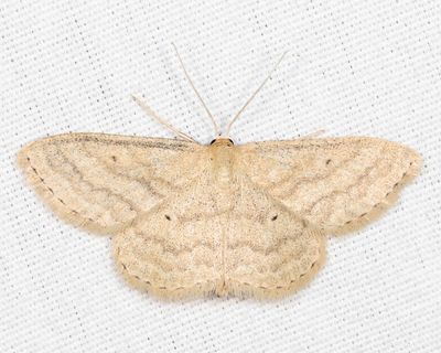 7169 – Soft-lined Wave – Scopula inductata