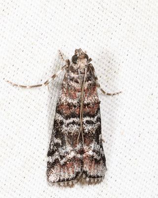 5852  Zimmerman Pine Moth  Dioryctria zimmermani