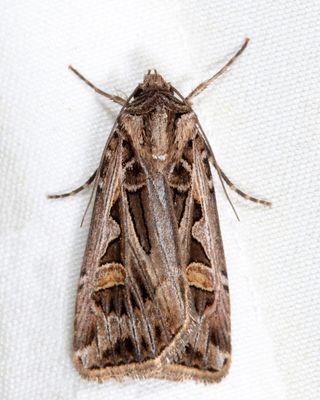 10670  Dingy Cutworm  Feltia jaculifera