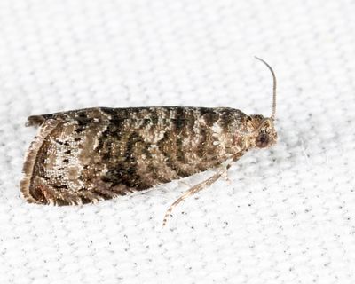 3428 – Cherry Fruitworm Moth – Grapholita packardi